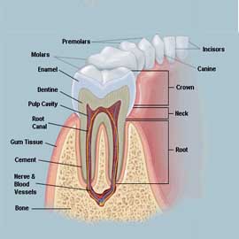 dennis dental clinic